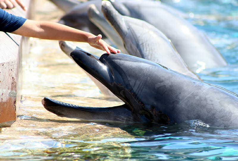 A boy reaches out and pets the head of a smiling Atlantic Bottlenose Dolphin at SeaWorld
