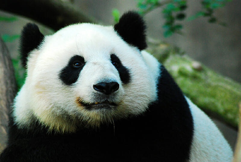 A giant panda sits regally, perched on a rock at San Diego Zoo